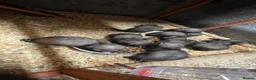 Ferret rodents for sale: Ferret kits in Gaerwen - Advert 1