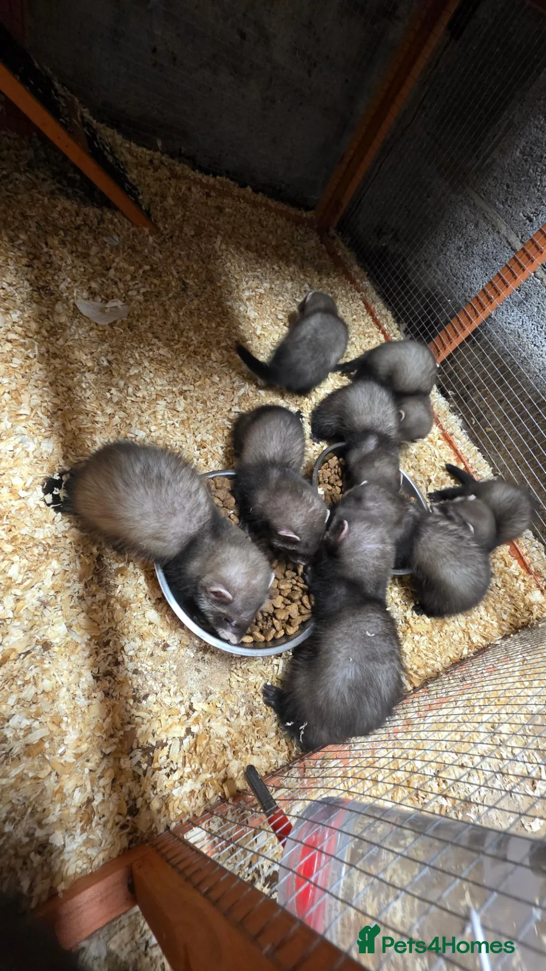 Ferret rodents for sale: Ferret kits in Gaerwen - Advert 1