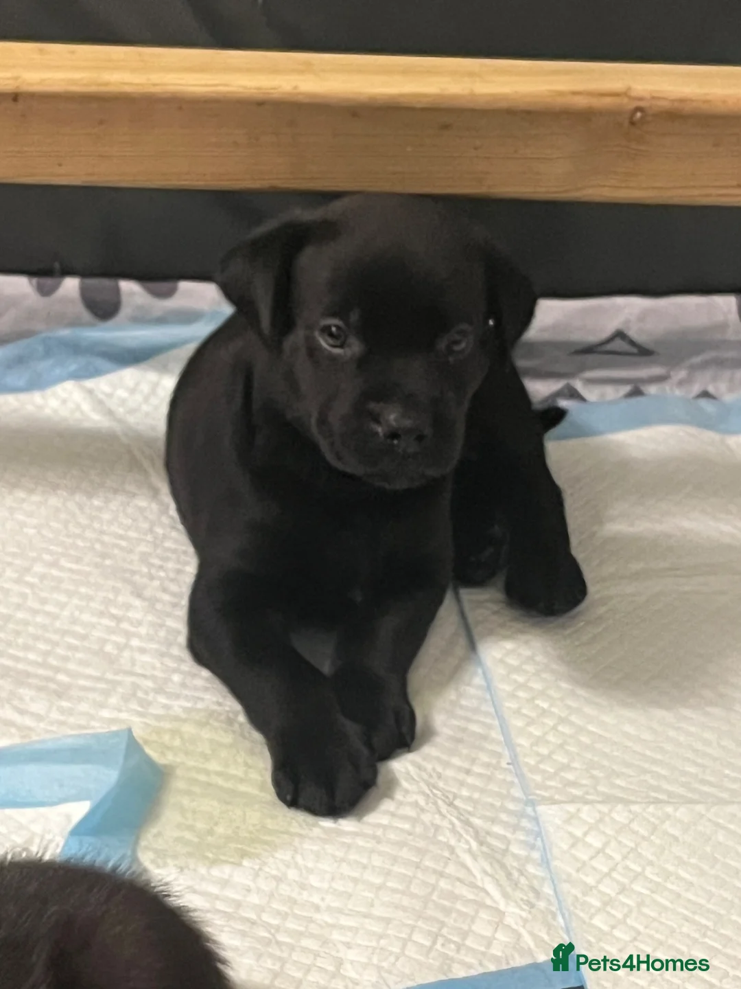 Mixed Breed dogs for sale: Labrottie pups🌟ONLY 3 boys left! ready 17th July  - Advert 1