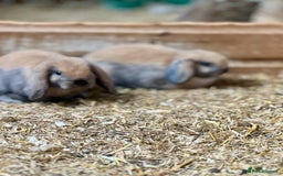 Mini Lop rabbits for sale: Baby mini lop bunnies  - Image 3
