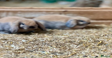 Mini Lop rabbits - Advert 7
