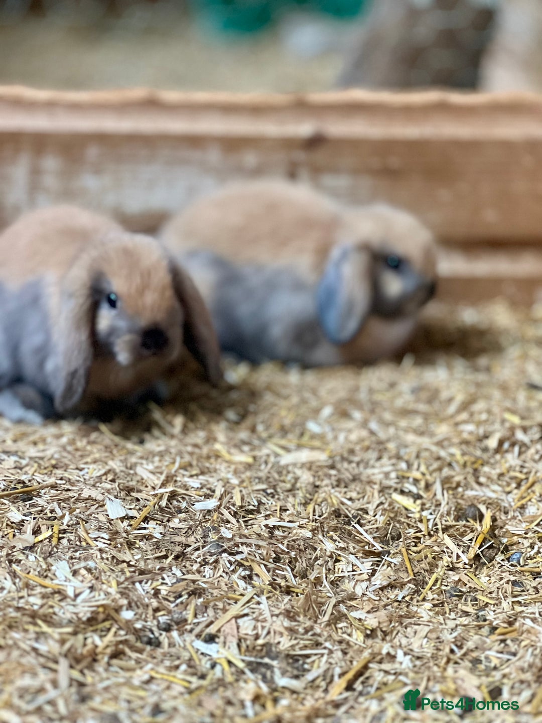 Mini Lop rabbits for sale: Baby mini lop bunnies  - Image 3