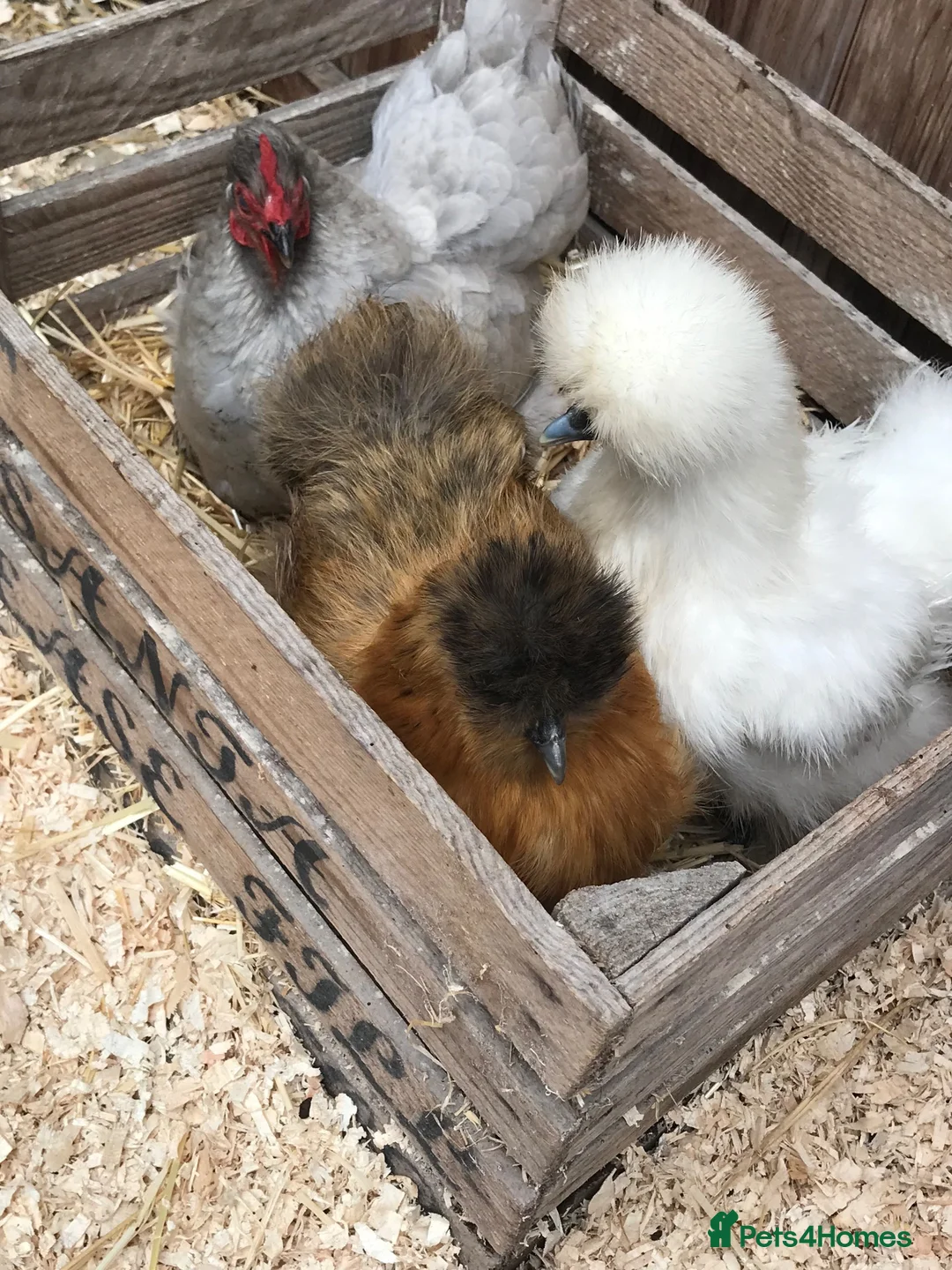 Chickens poultry for sale: two Silkie chickens and one Lavender Pekin hen in Bradford - Advert 1