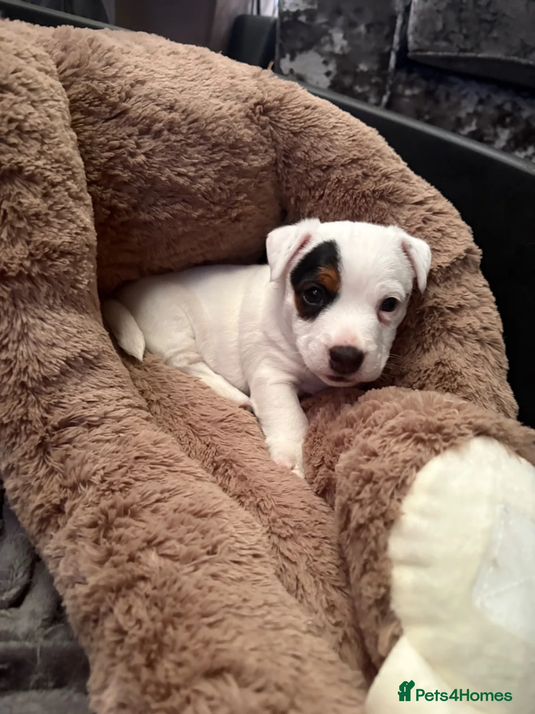 Jack Russell dogs for sale: Jack Russell | Male | SINGLETON ONLY PUP | in Bootle - Advert 2