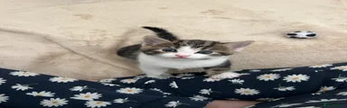 Domestic Shorthair 1