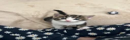 Domestic Shorthair cats for sale: Sweet and playful girls  - Advert 10