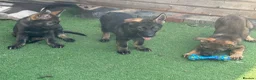 German Shepherd dogs for sale: Exceptional KC Reg Czech Working Line GSD Puppies - Advert 23