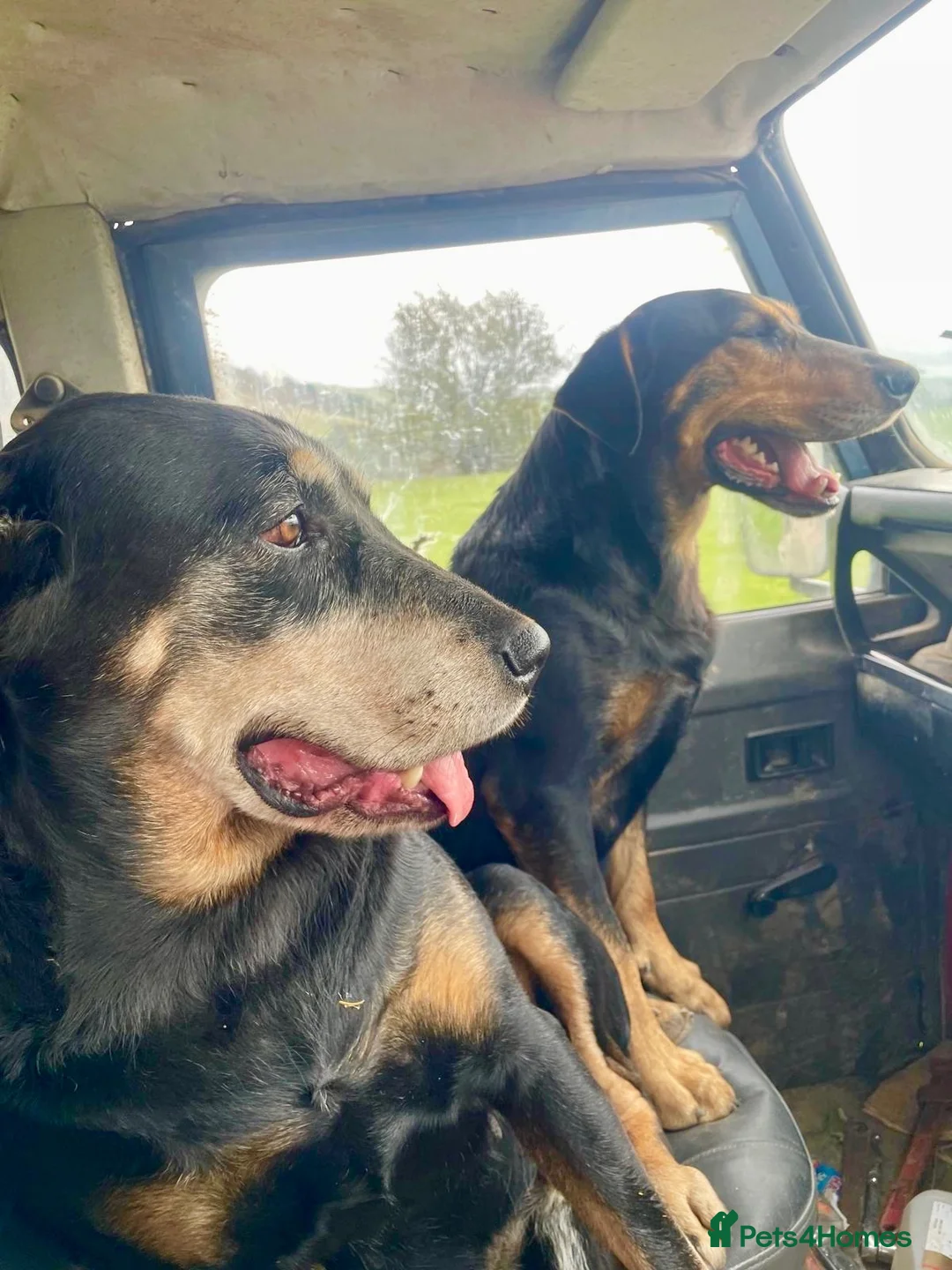 Mixed Breed dogs for sale: Gorgeous huntaway x collie pups in Abergele - Advert 2