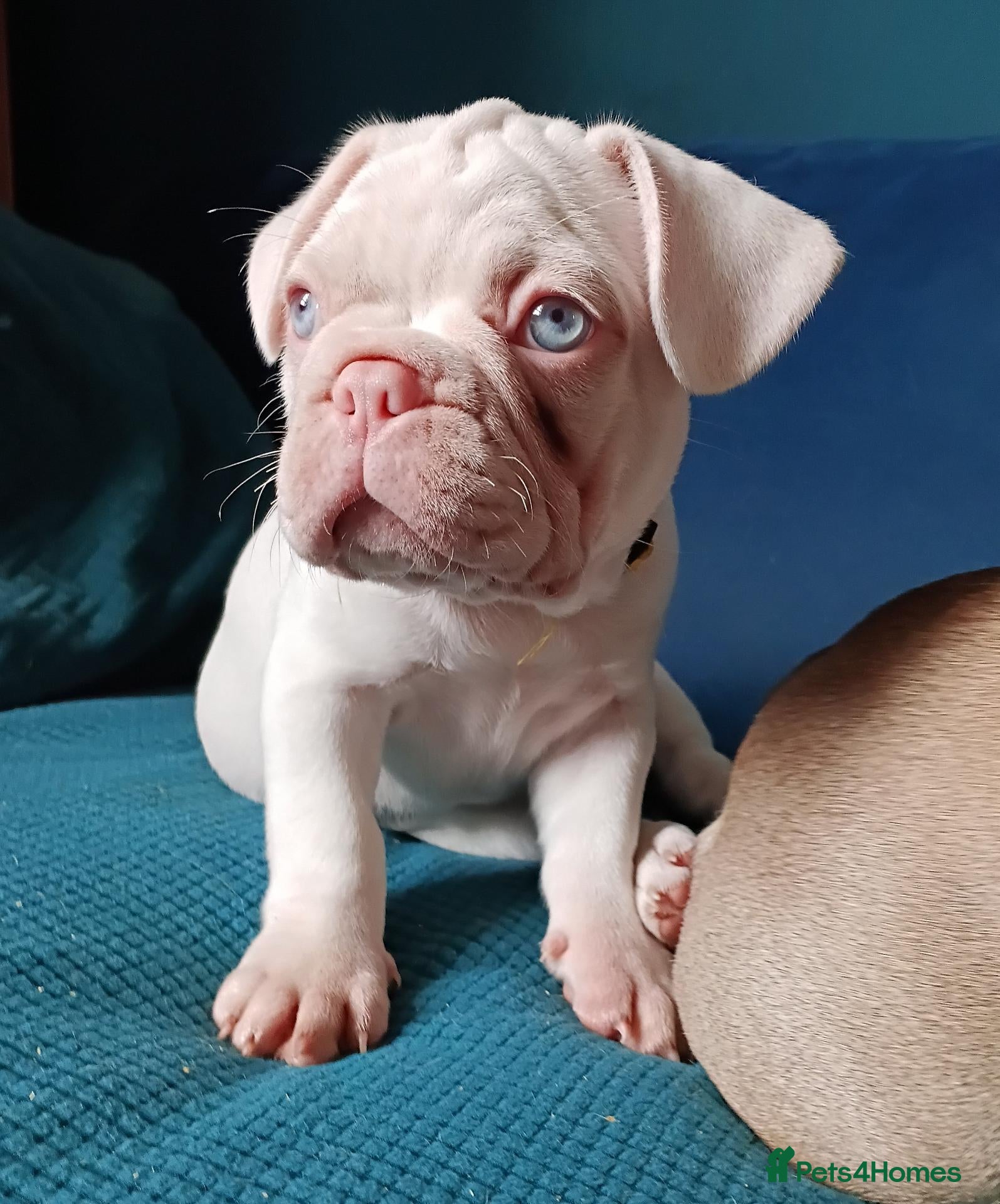 French Bulldog dogs Health clear French Bulldog puppies visual pink - Advert 17