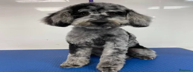 Milo 