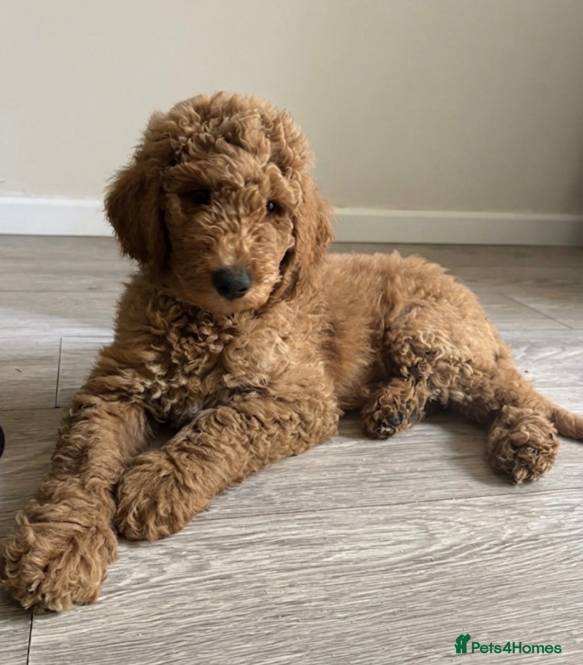 Goldendoodle dogs F1bb goldendoodle puppies READY TO LEAVE - Advert 1