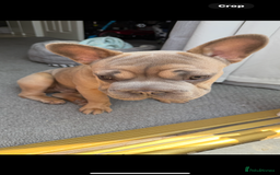 French Bulldog dogs for sale: Big rope Frenchie - Image 2