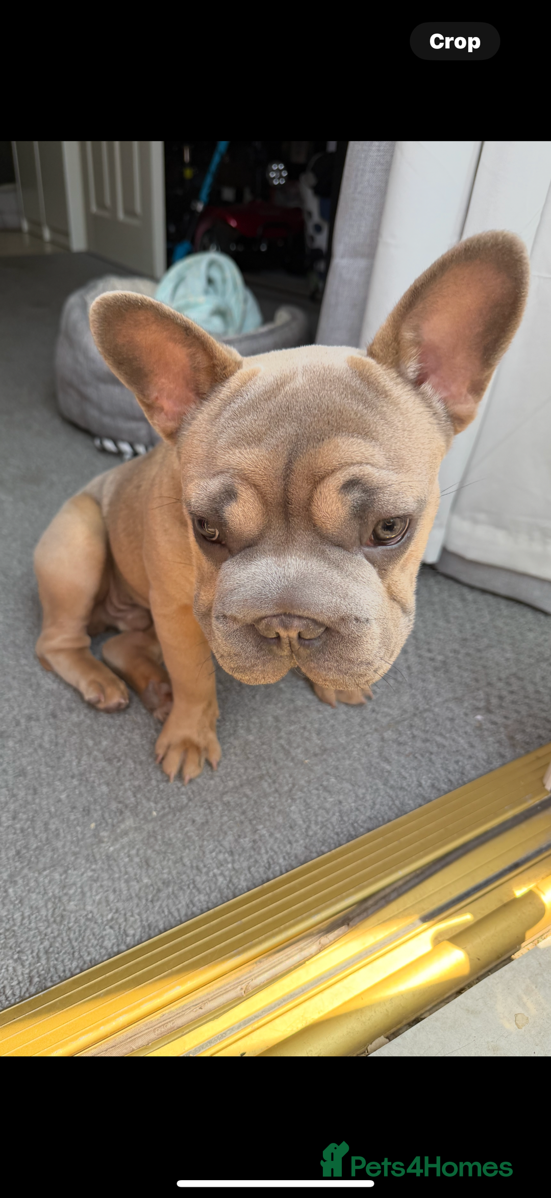 French Bulldog dogs for sale: Big rope Frenchie - Image 2