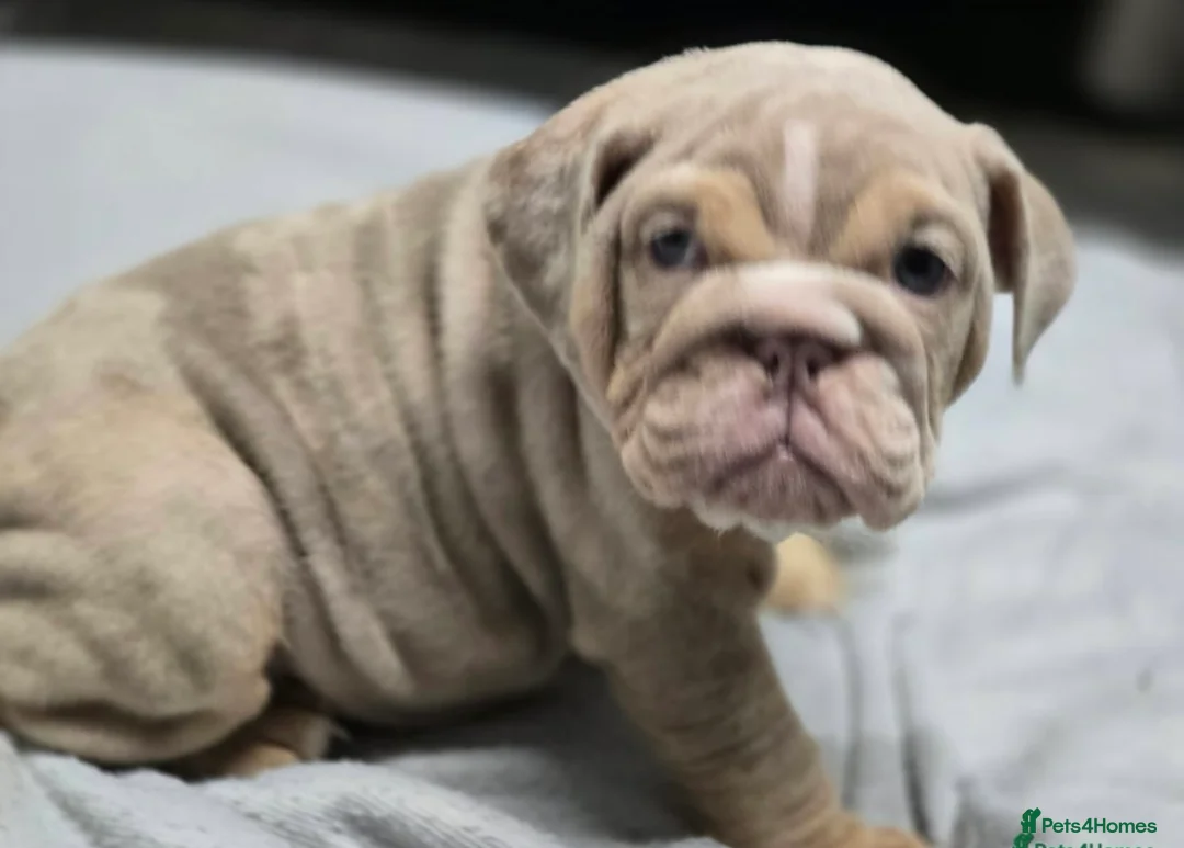 English Bulldog dogs for sale: puppies for sale last 2 girls on near offer  - Advert 14