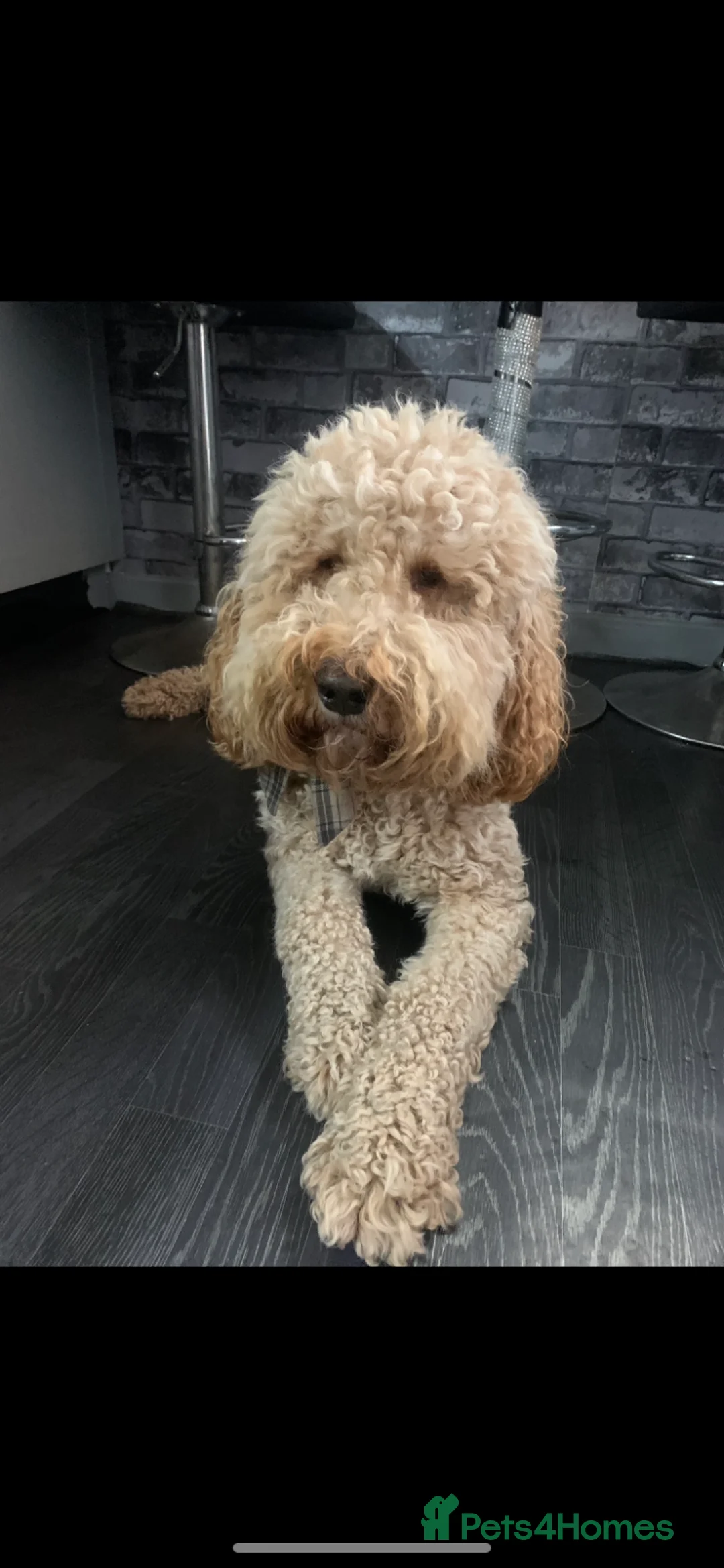 Labradoodle dogs for stud: Proven Extensive DNA health checked Stud in Warrington - Advert 21