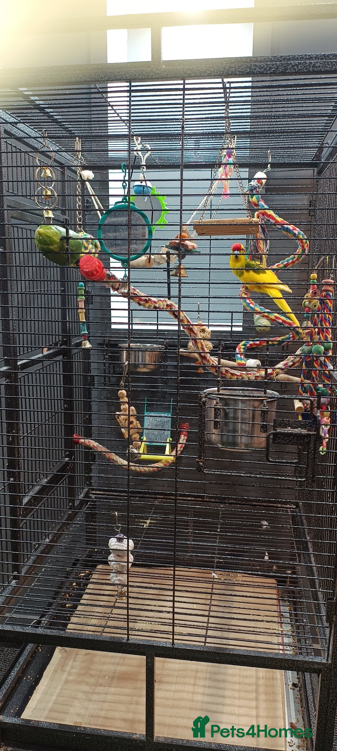 Parakeets birds for sale: Young Kakariki semi tame & large cage - Image 2