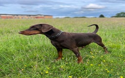 Dobermann dogs for sale: Dobermann puppies Champion bloodline, kc reg - Image 11