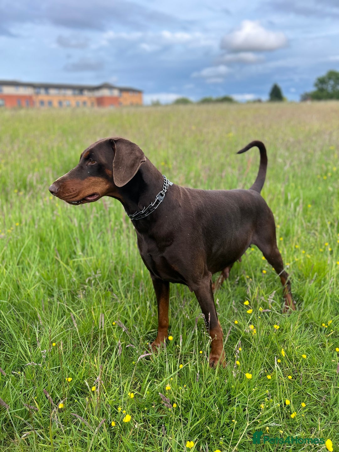 Dobermann dogs for sale: Dobermann puppies Champion bloodline, kc reg - Image 11