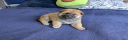 Japanese Shiba Inu dogs for sale: Lovely Shiba Inu Puppies, Ready for home late Aug in Corby - Advert 13