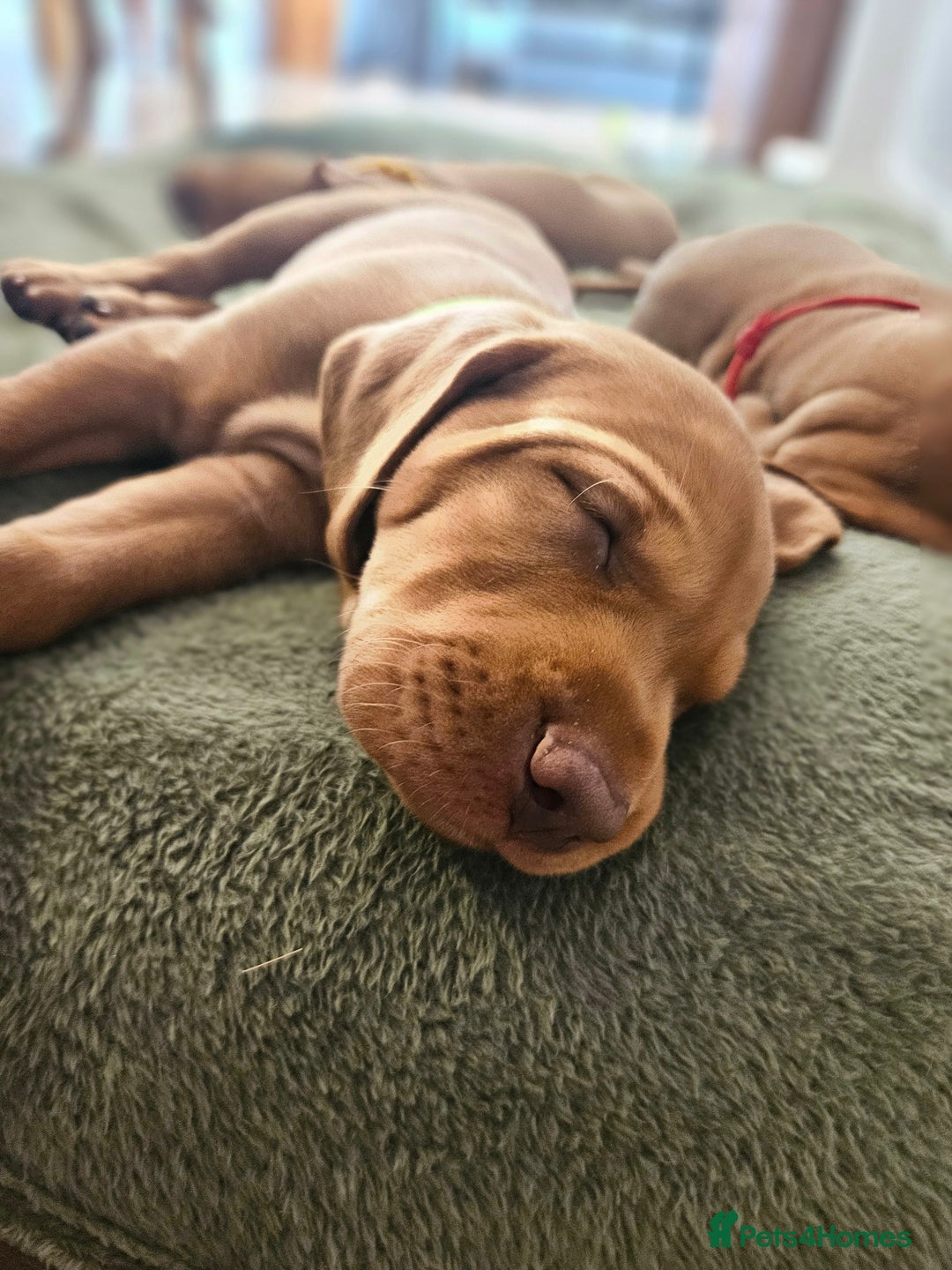 Hungarian Vizsla dogs for sale: 2 viz boys looking for loving homes - Image 22