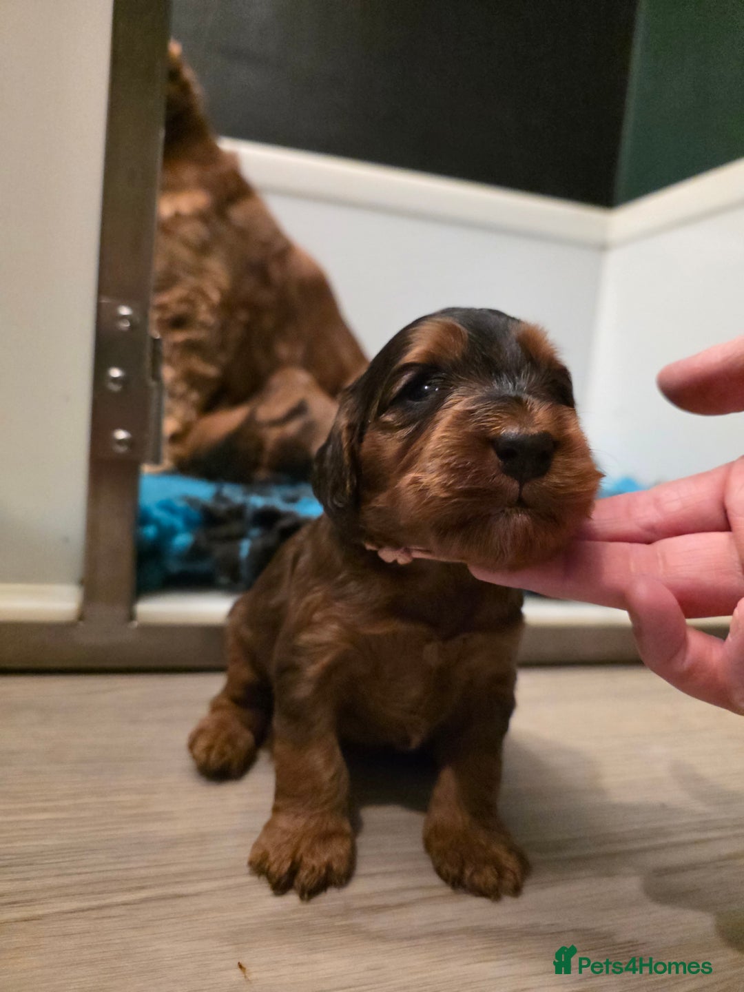 Cockapoo dogs for sale: Beautiful F1 Cockapoo Puppies - Advert 11