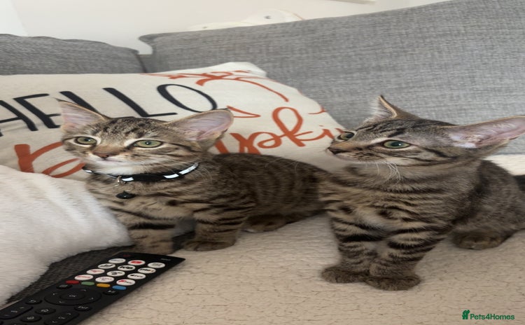 Domestic Shorthair cats - Advert 1