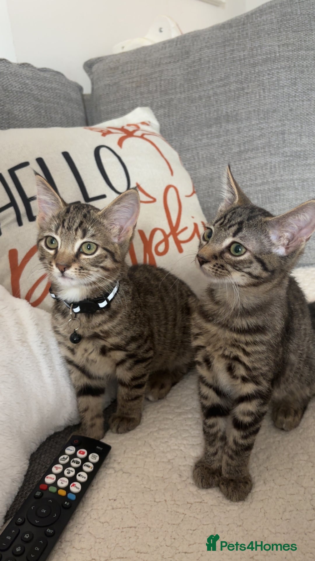 Domestic Shorthair cats for sale: Two male tabby cats  - Image 1
