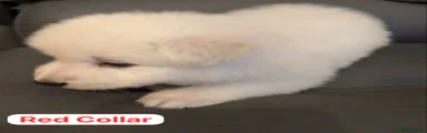 Red Collar (Male)
