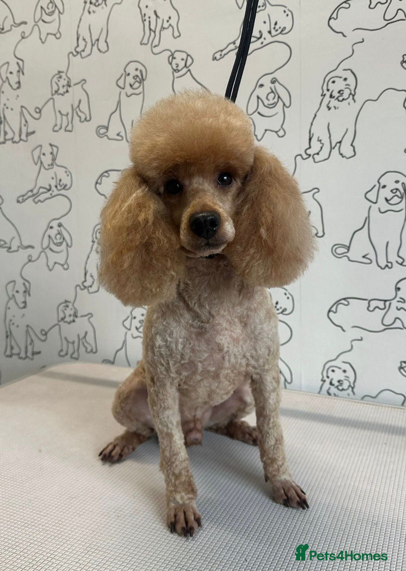 Toy Poodle dogs Stunning KC Toy Poodle Stud  - Advert 2