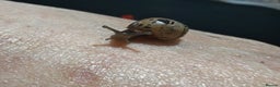 Snails invertebrates for sale: Giant land snails - Advert 2