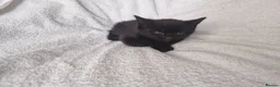Mixed Breed cats for sale: 5 kittens ready for new home  - Advert 27