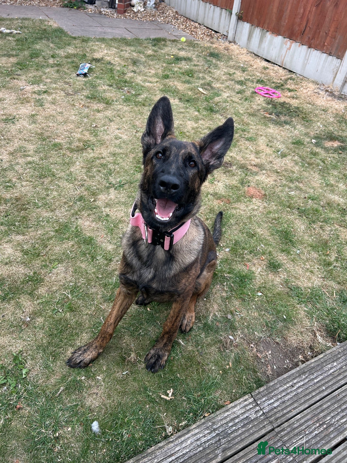 Mixed Breed dogs Dutch herder X GSD - Advert 9