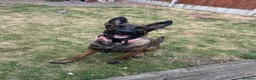 Mixed Breed dogs for sale: Dutch herder X GSD in Wakefield - Advert 4