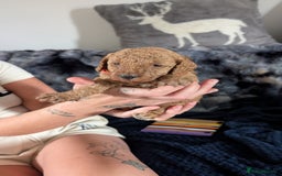 Cavapoo dogs for sale: Beautiful Cavapoo X toy poodle puppies  - Image 18