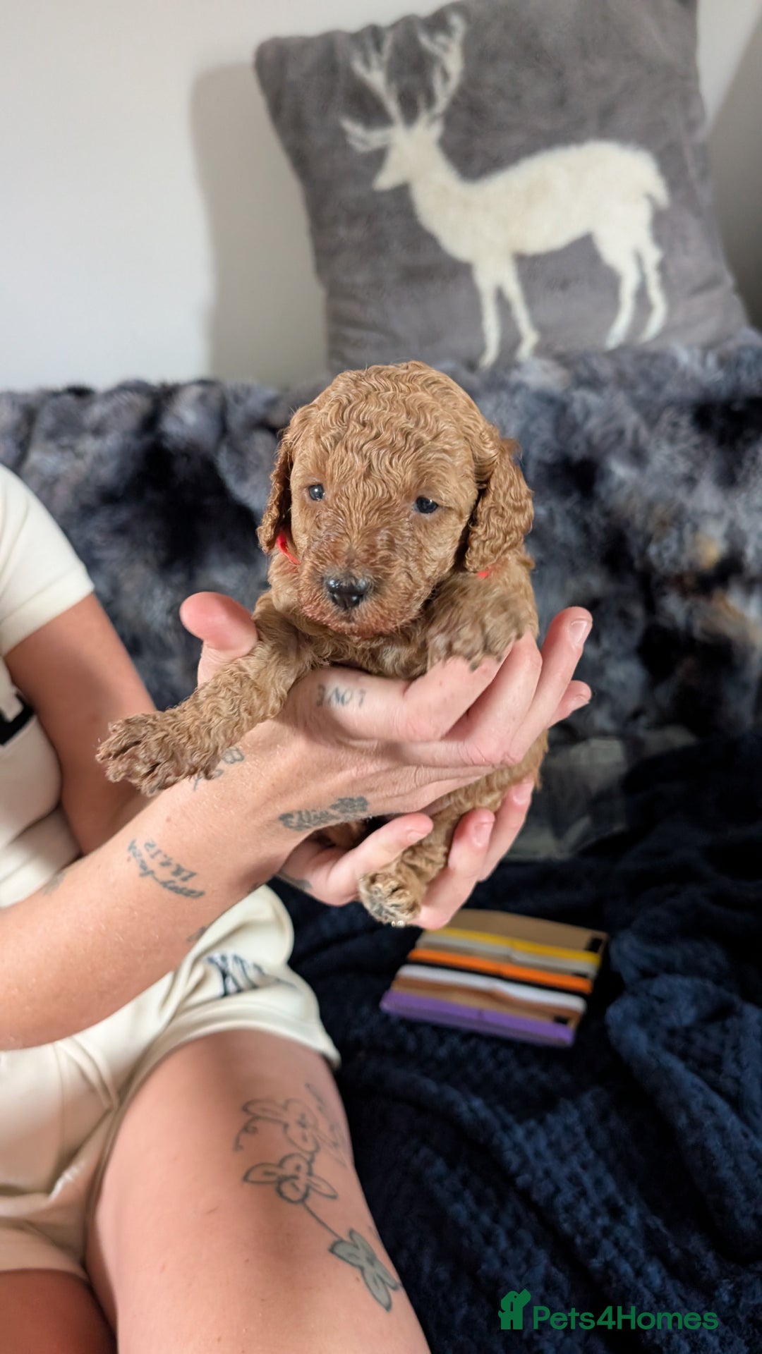 Cavapoo dogs for sale: Beautiful Cavapoo X toy poodle puppies  - Image 18