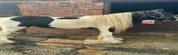 Irish Cob horses for sale: Baby girl  in Stoke-on-Trent - Advert 5