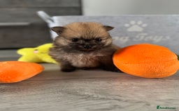 Pomeranian dogs for sale: KC registered Pomeranian puppies - Image 15