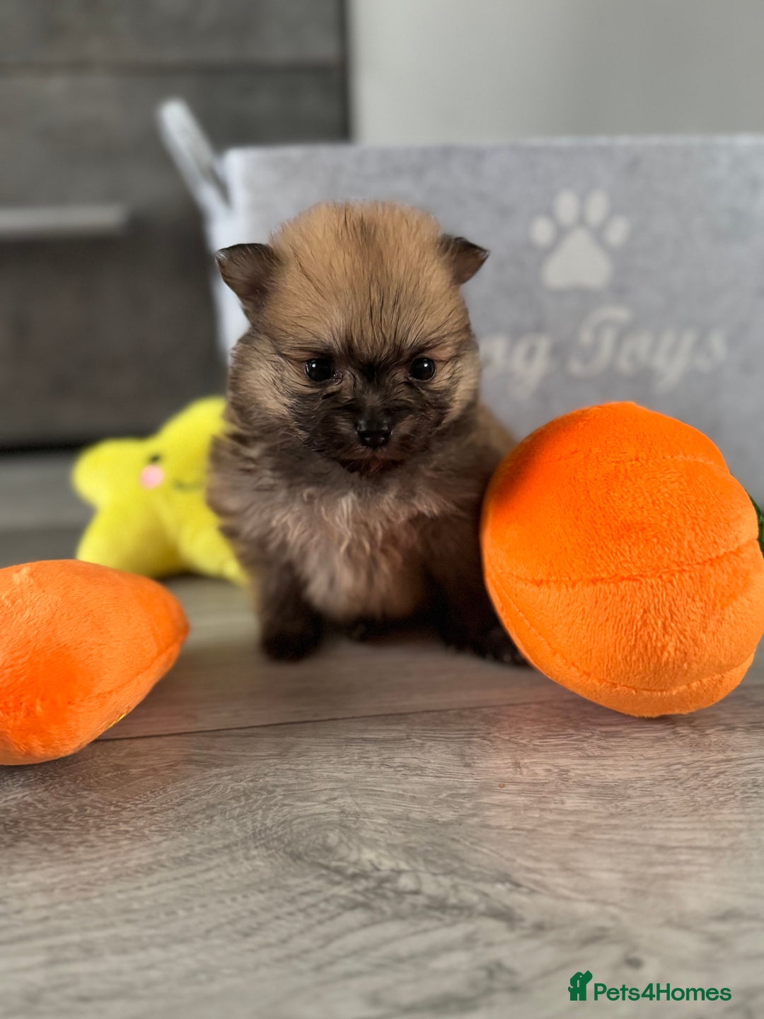 Pomeranian dogs for sale: KC registered Pomeranian puppies - Image 15