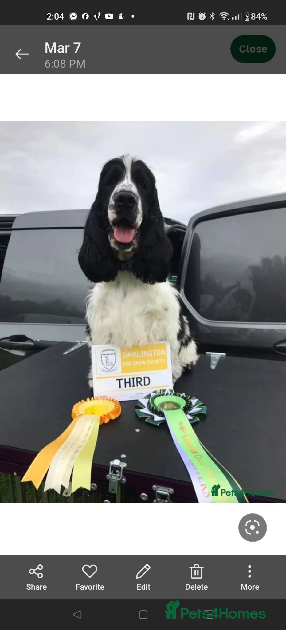 Cocker Spaniel dogs KC / Health tested Show Type Cocker Spaniels  - Advert 2