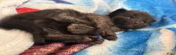 Mixed Breed cats for sale: 5 beautiful kittens for new homes - Advert 14