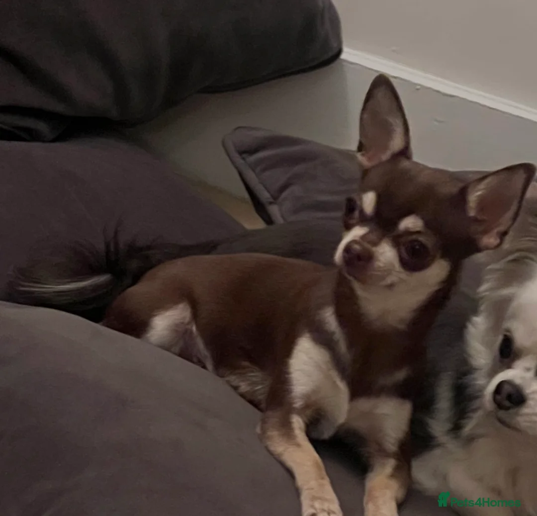 Chihuahua dogs for sale: Last tiny female ready now 💕 - Advert 2