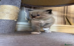 Ragdoll cats for sale: Pedigree Cherubim Ragdoll Kittens💫 - Image 11