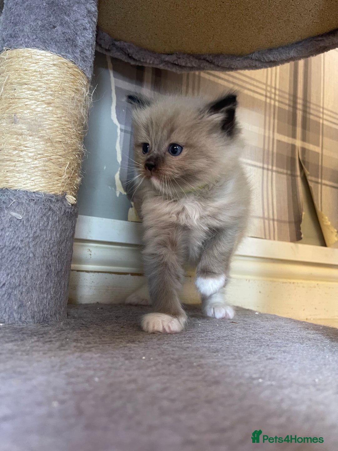 Ragdoll cats for sale: Pedigree Cherubim Ragdoll Kittens💫 - Image 11