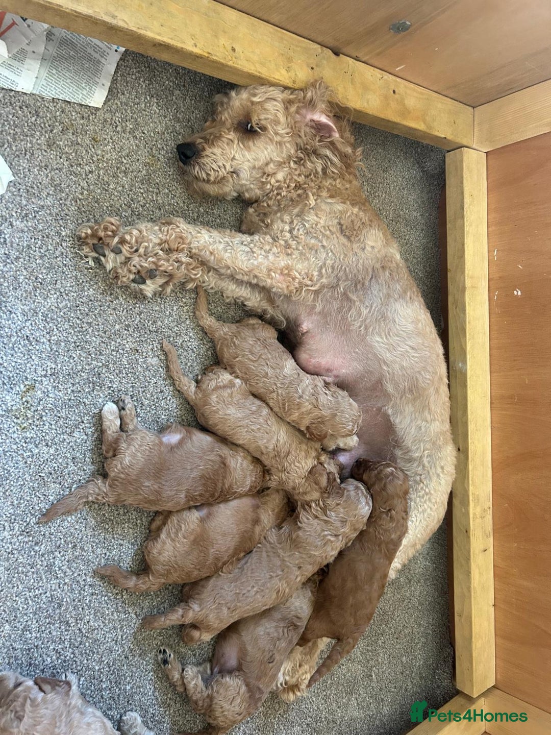 Labradoodle dogs for sale: Miniature labradoodle hypoallergenic  - Image 8