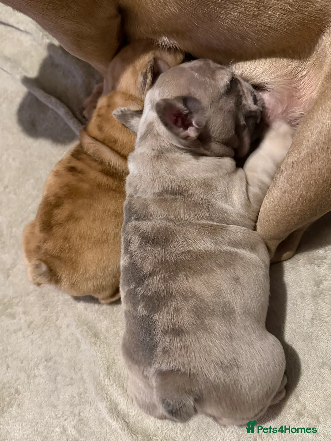 French Bulldog dogs for sale: French bulldog puppies  - Advert 1