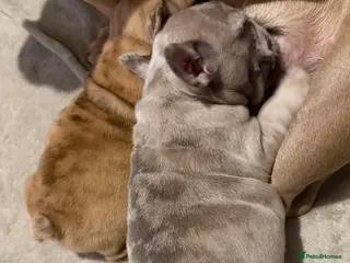 French Bulldog dogs French bulldog puppies - Advert 1