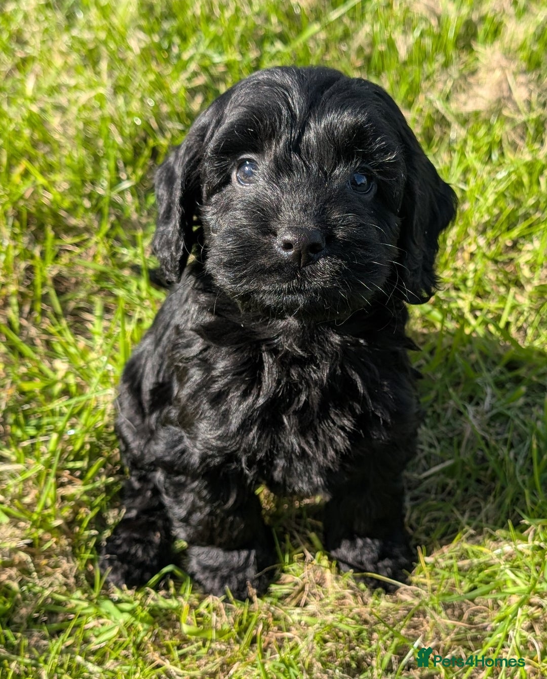 Cockapoo dogs for sale: Ready now! F1 cockapoo pups, health tested parents - Image 20