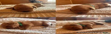 Labrador Retriever 2