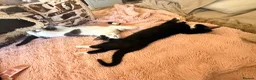 Mixed Breed cats for sale: Loving home for 2 kittens  - Advert 6