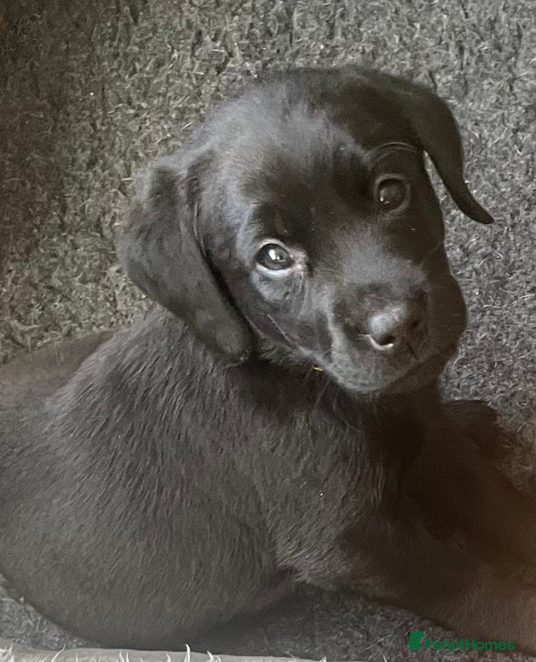 Labrador Retriever dogs for sale: Black and Fox Red KC Health Tested Puppies - Advert 11